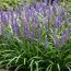 Ліріопе мускарі Royal Purple фото