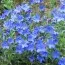 Літодора Heavenly Blue фото