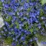 Літодора Heavenly Blue фото