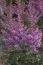 Астільба Little vision in Purple фото