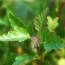 Пухироплідник Little Greeny фото