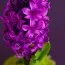 Гіацинт Purple Sensation Diamond Collection (горщик 9 см) фото