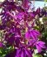 Лобелія Hadspen Purple фото
