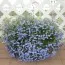 Лобелія Laguna Trailing Blue фото