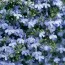 Лобелія Laguna Trailing Blue фото