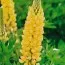 Люпін Russel Hybrids Yellow фото