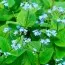 Бруннера Macrophylla фото