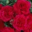 Троянда Fetzer Syrah Rose (Madrigal) фото