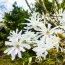 Магнолія Stellata фото
