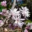 Магнолія Stellata Rosea фото