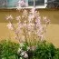 Магнолія Stellata Rosea фото
