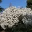Магнолія Stellata Waterlily фото