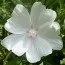Мальва Moschata Alba фото