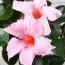 Мандевілла Cream Pink фото