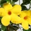 Мандевілла Diamantina Opale Citrine фото
