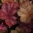 Гейхера Maroon Blush фото