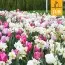 Мікс ландшафтний Massive Sping (Брендові цибулини Jub Holland) фото