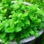 Мелісса Lemon Balm фото