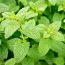 Мелісса Lemon Balm фото