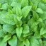 Меліса Officinalis фото