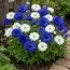 Анемони Blue and White Мікс фото