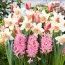 Мікс Аpricot Collection фото