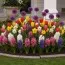 Мікс Blooming Layers фото