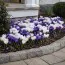 Крокуси Blue and White Мікс фото
