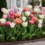 Мікс тюльпанів Рожеві мрії фото