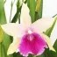 Орхідея Miltassia Gerlinde фото