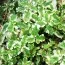 М'ята Variegata фото
