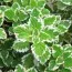 М'ята Variegata фото