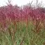 Міскантус Fabiola Red фото