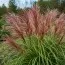Міскантус Red Chief фото