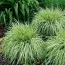 Молінія Variegata фото