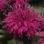 Монарда Balmy Purple фото