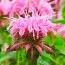 Монарда Croftway Pink фото