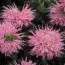 Монарда Petit Pink Delight фото
