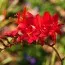Крокосмія Red King фото