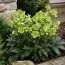 Морозник Argutifolius фото
