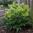 Морозник Argutifolius фото