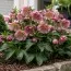 Морозник Double Ellen Picotee фото