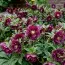 Морозник Double Ellen Red фото