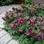 Морозник Double Ellen Red фото
