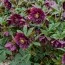Морозник Double Ellen Red фото