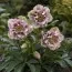 Морозник Double Ellen Spotted Pink фото