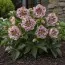 Морозник Double Ellen Spotted Pink фото