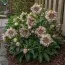 Морозник Double Ellen Spotted Pink фото