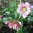 Морозник Double Ellen Picotee фото