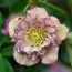 Морозник Double Ellen Picotee фото